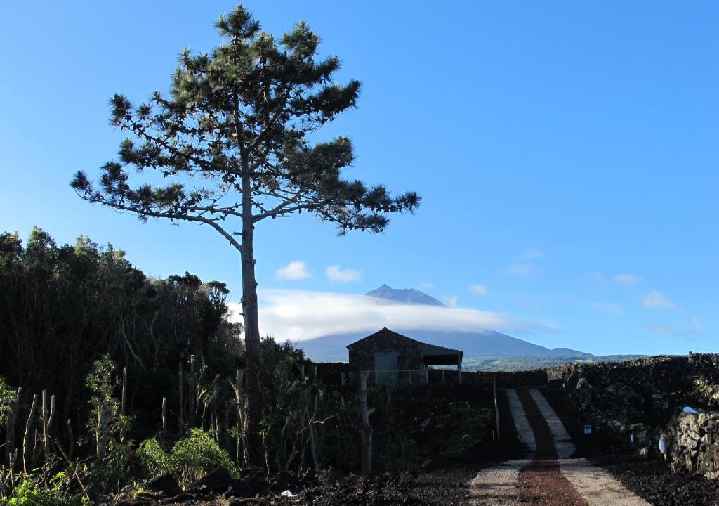 Sao Roque do Pico House | Baco's Vineyard