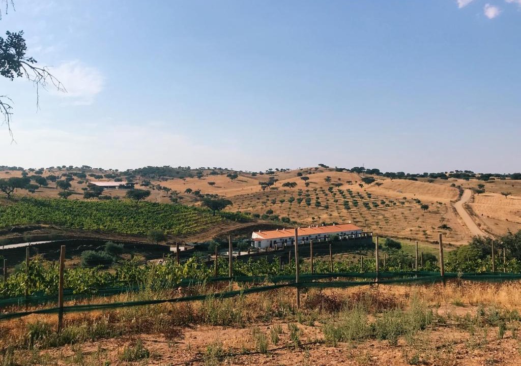 Corte do Pinto House | Herdade da Moringa