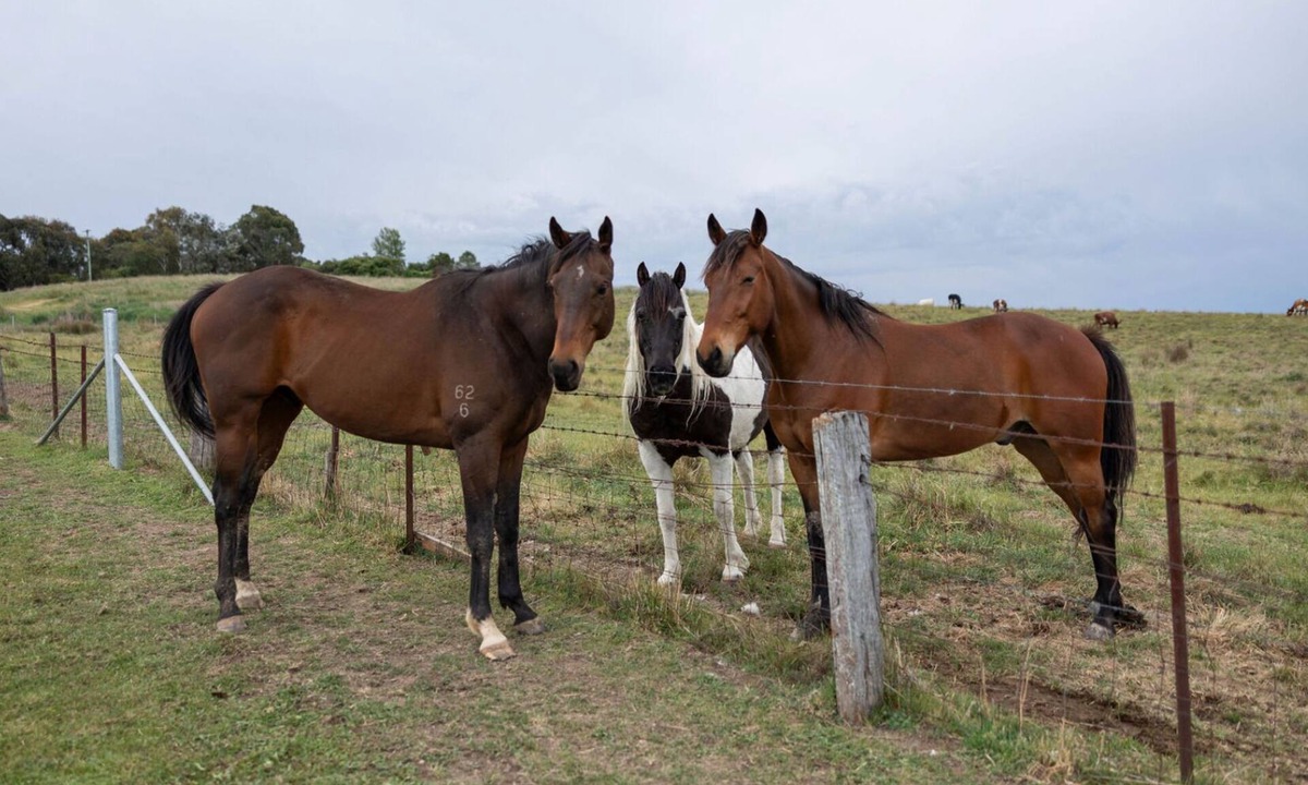 Shadforth House | Luxury Romantic Farm Stay, Feed the horses roam the acreage 12 mins to Orange