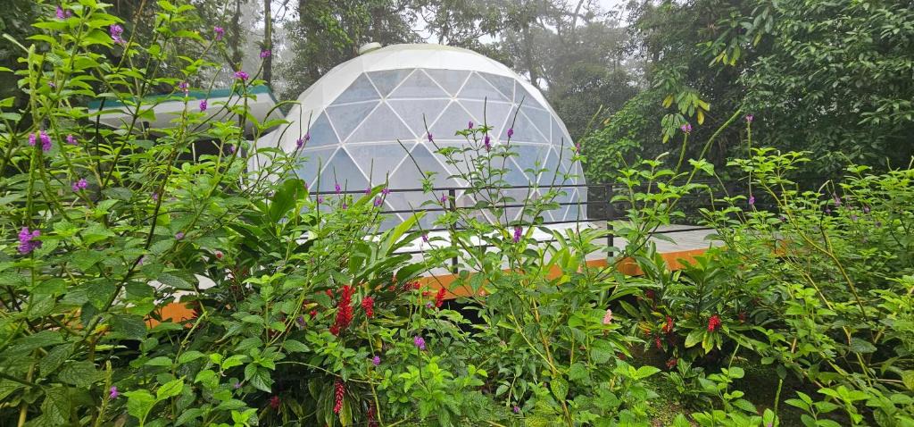 Katira Other | Rio Celeste Jungle Glamping