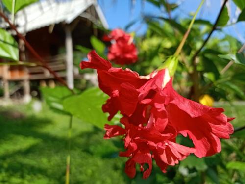 Pai Cabin | Yawning Fields