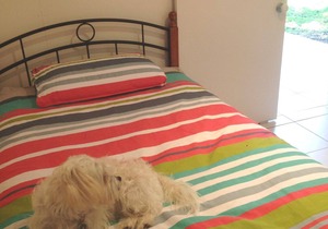 Mudjimba Beach House pets allowed inside & walk to surf beach
