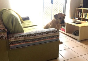 Mudjimba Cottage - pets allowed inside & 300 m to the beach