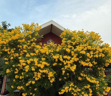Songkhla House | ที่พักสงขลา Homy garden Songkhla