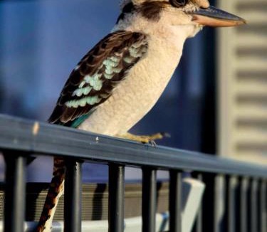 Yeppoon Apartment | Blue Dolphin Caravan Park Yeppoon