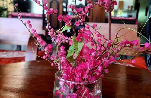 Pa Daet Hotel | DE ROSE Hotel Chiang Mai