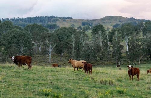 Shannon Brook House | Hills and Herds by Tiny Away