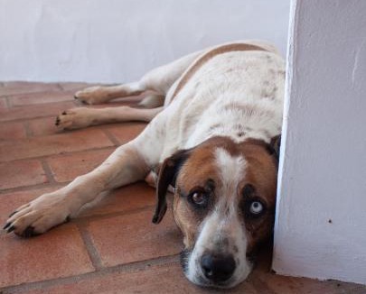 Gloria House | Sharish - Monte Das Estevas