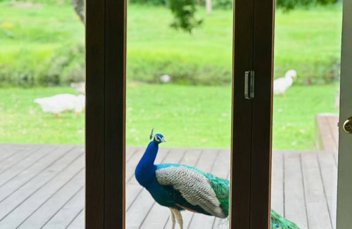 Belmont House | The Lakehouse Brisbane Earth Home with Resident Koala, Peacocks & private lake