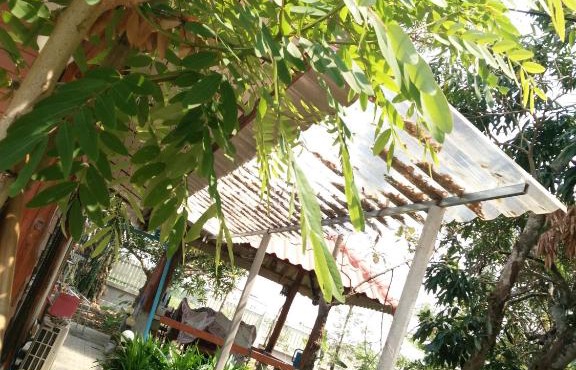 ต้งโฮมหละปูน