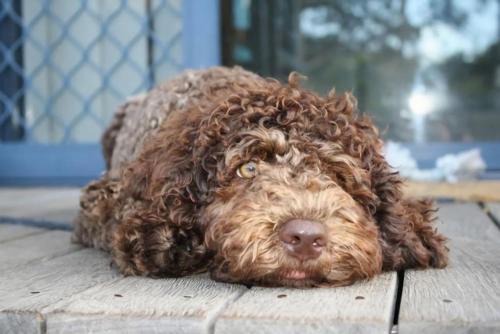 Convent Cottage - Pet-Friendly Stay in the Heart of Yamba - Holiday Yamba