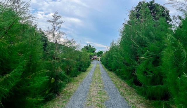 North Pine Forest Homestay บ้านไม้สนโฮมสเตย์