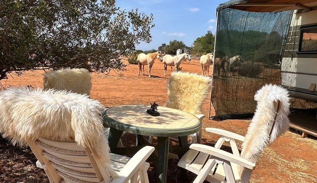 Pauls caravan for 4 - See the horses from your bed