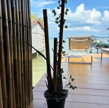 Star house old town lanta