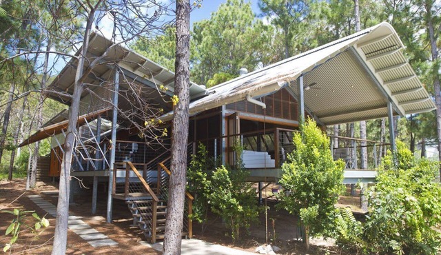 The Pines