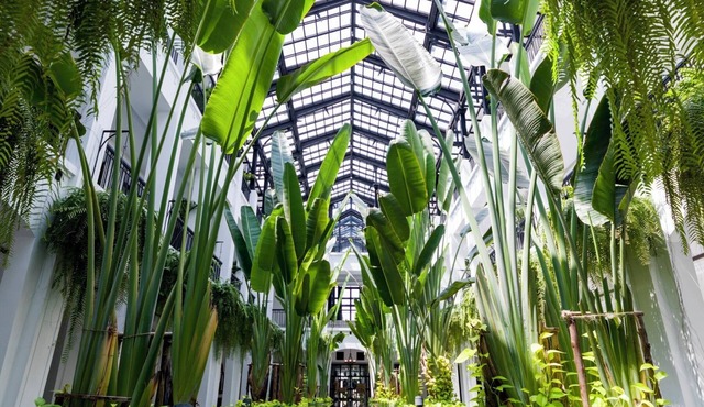 The Siam