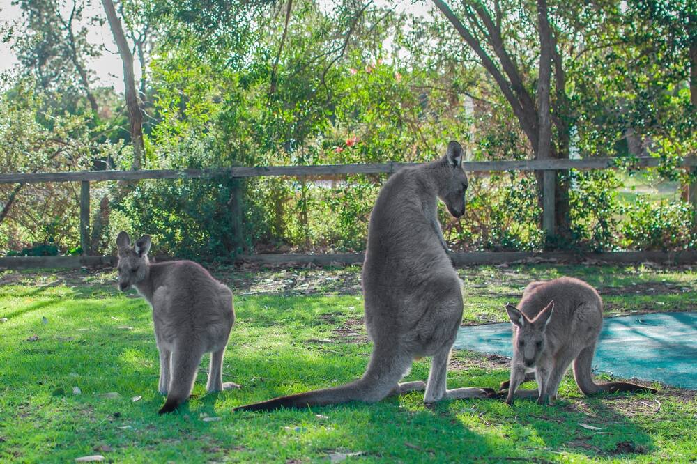 Photo of Outdoor in South Durras