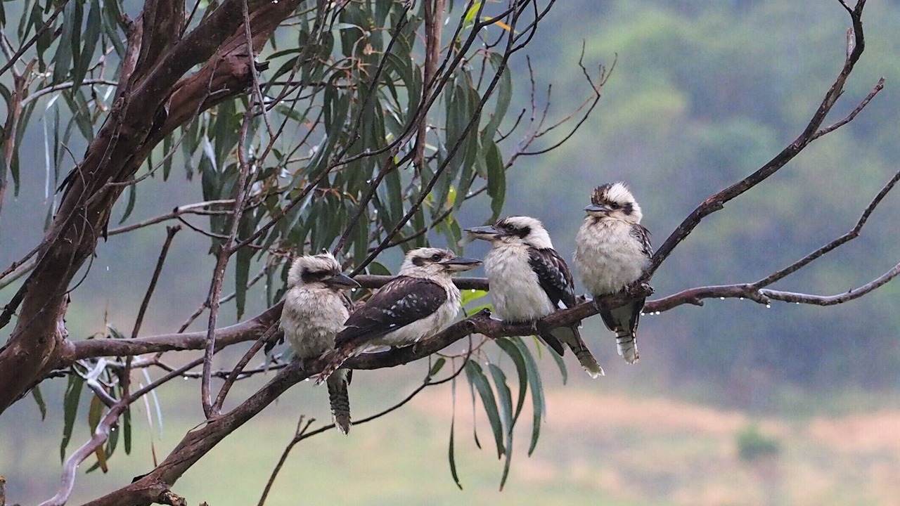 Photo of Outdoor in Forster
