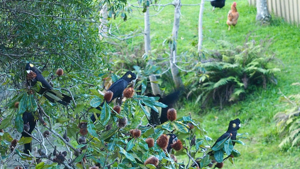 Photo of Others in Forster