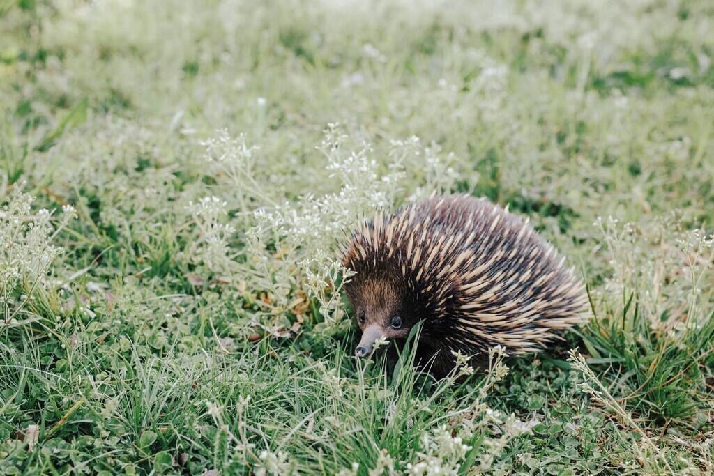 Photo of Others in Barrengarry