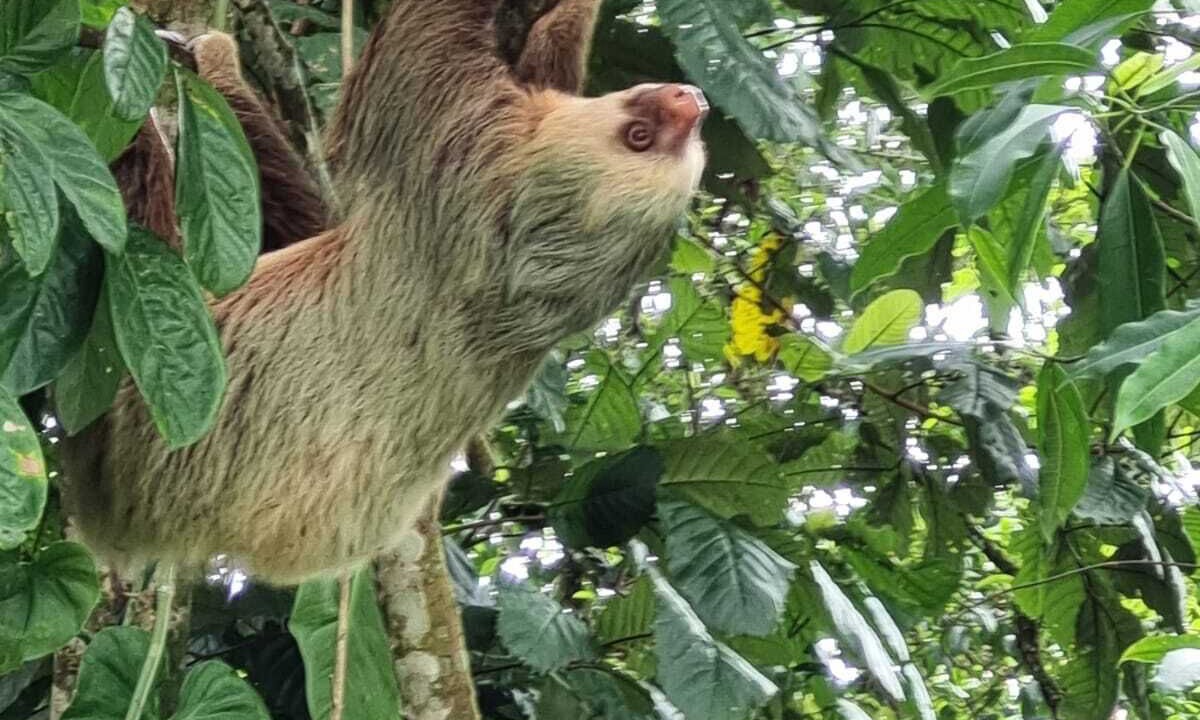 Photo of Others in La Fortuna