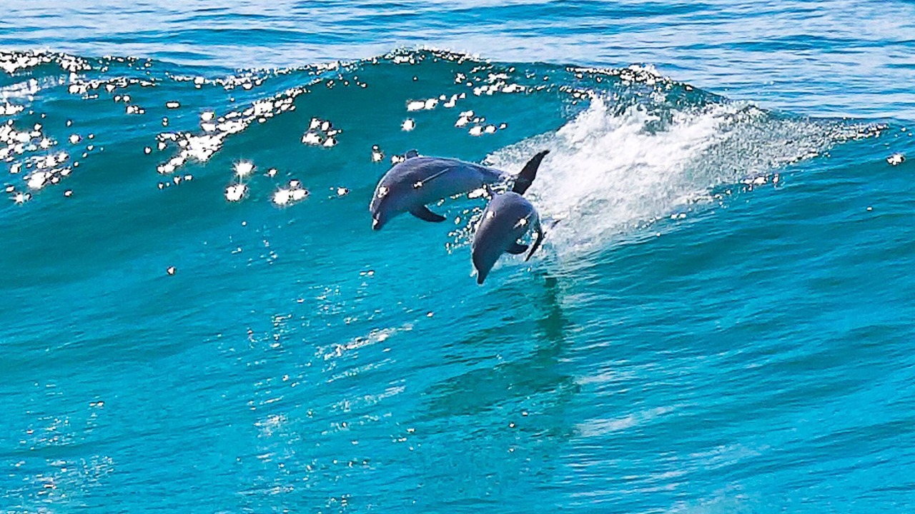Photo of Others in Blueys Beach