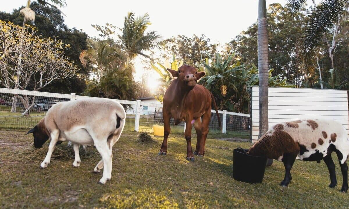 Photo of Others in Palmwoods
