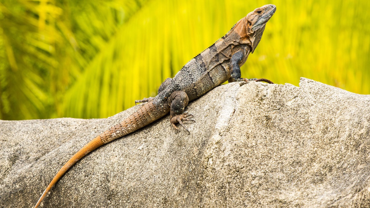 Photo of Outdoor in Tarcoles
