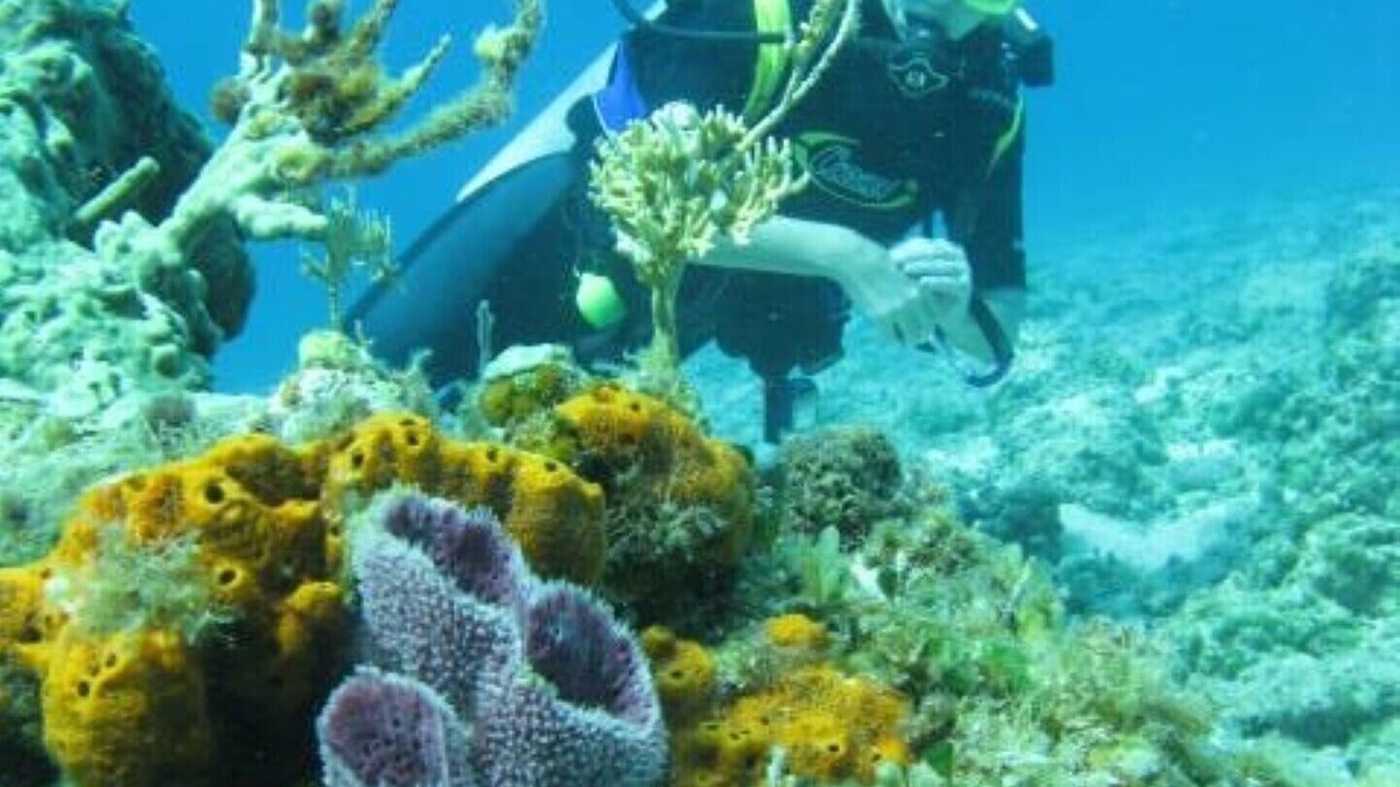 Photo of Outdoor in Cozumel