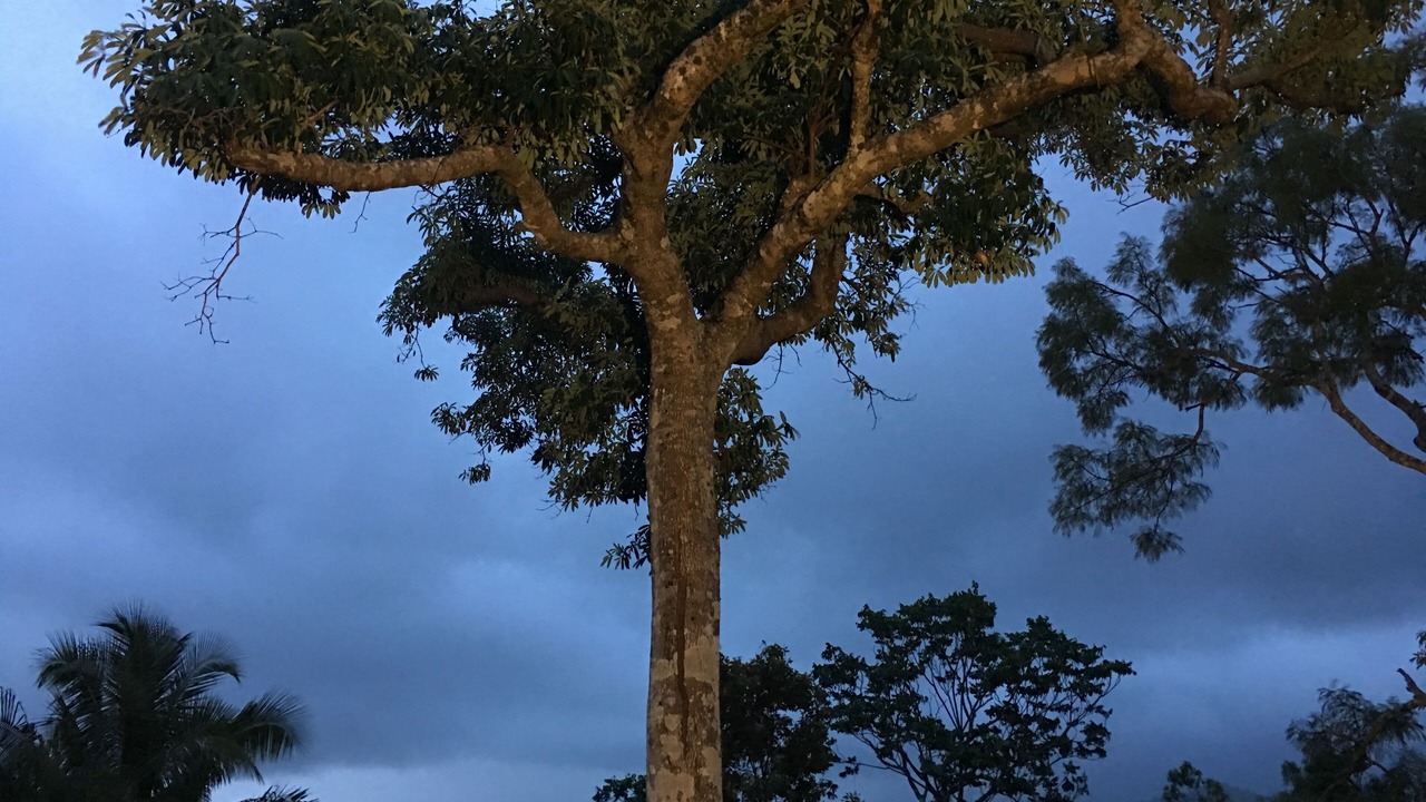 Photo of Outdoor in Cannonvale