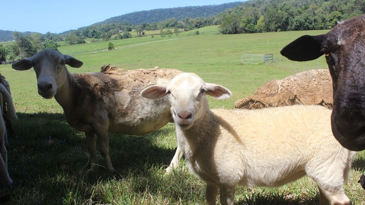 Photo of Outdoor in Shannonvale