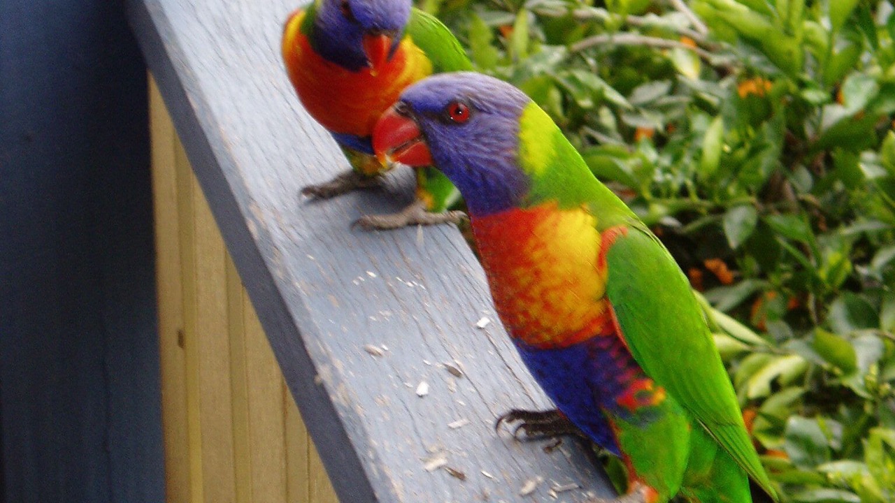 Photo of Patio Balcony in Bellingen