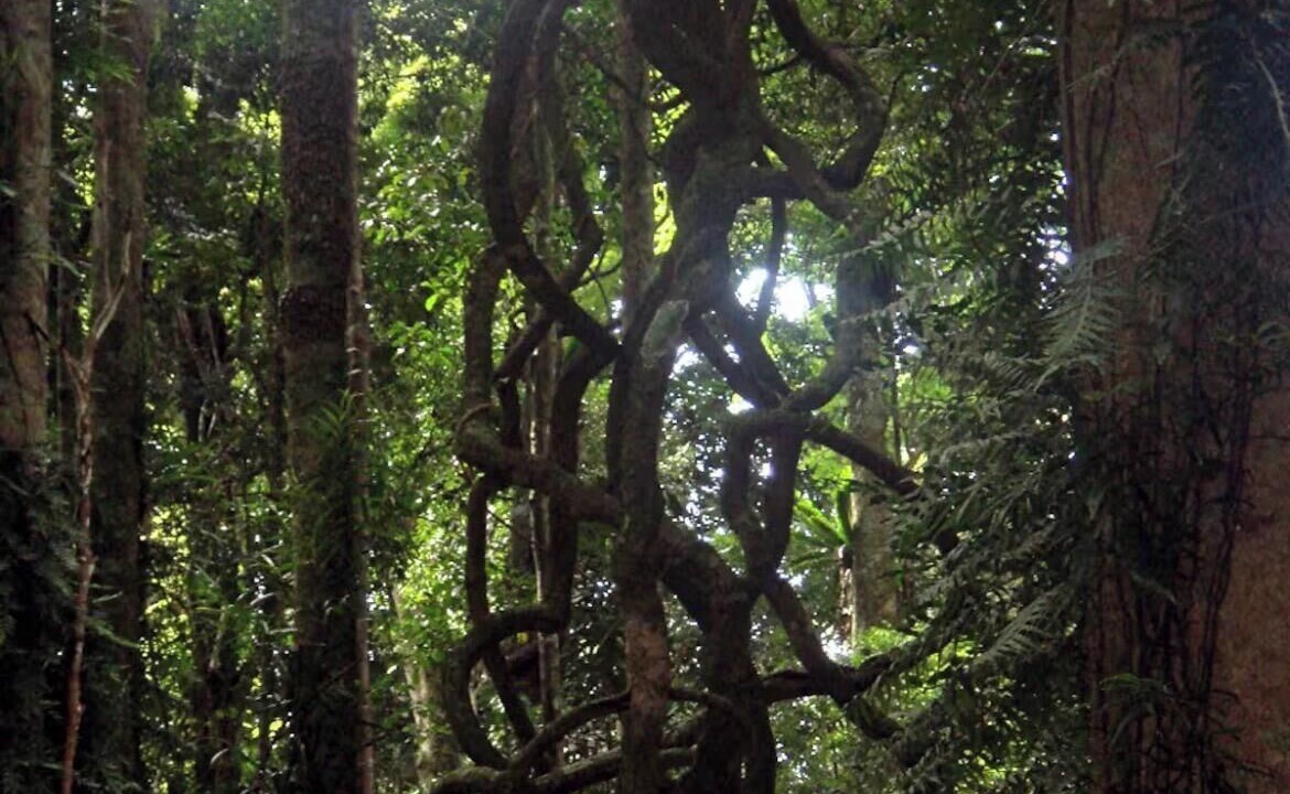 Photo of Others in Bellingen