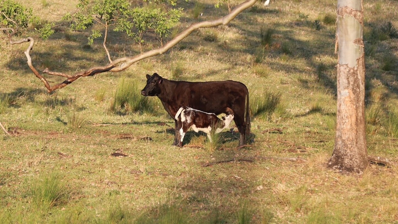 Photo of Others in Terania Creek