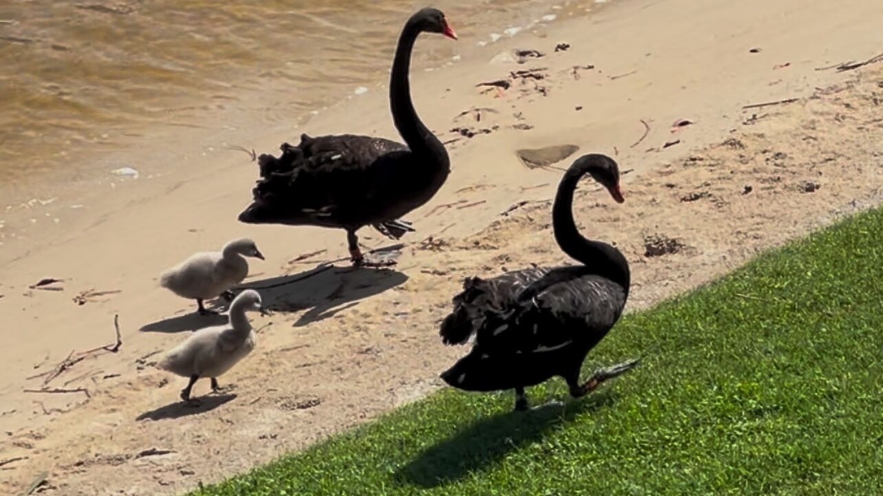 Photo of Others in Mermaid Waters