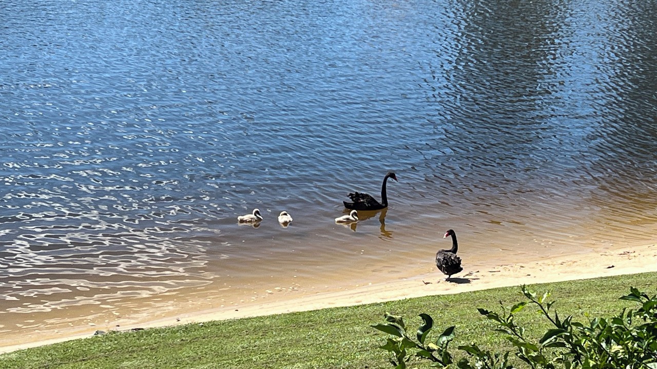 Photo of Others in Mermaid Waters
