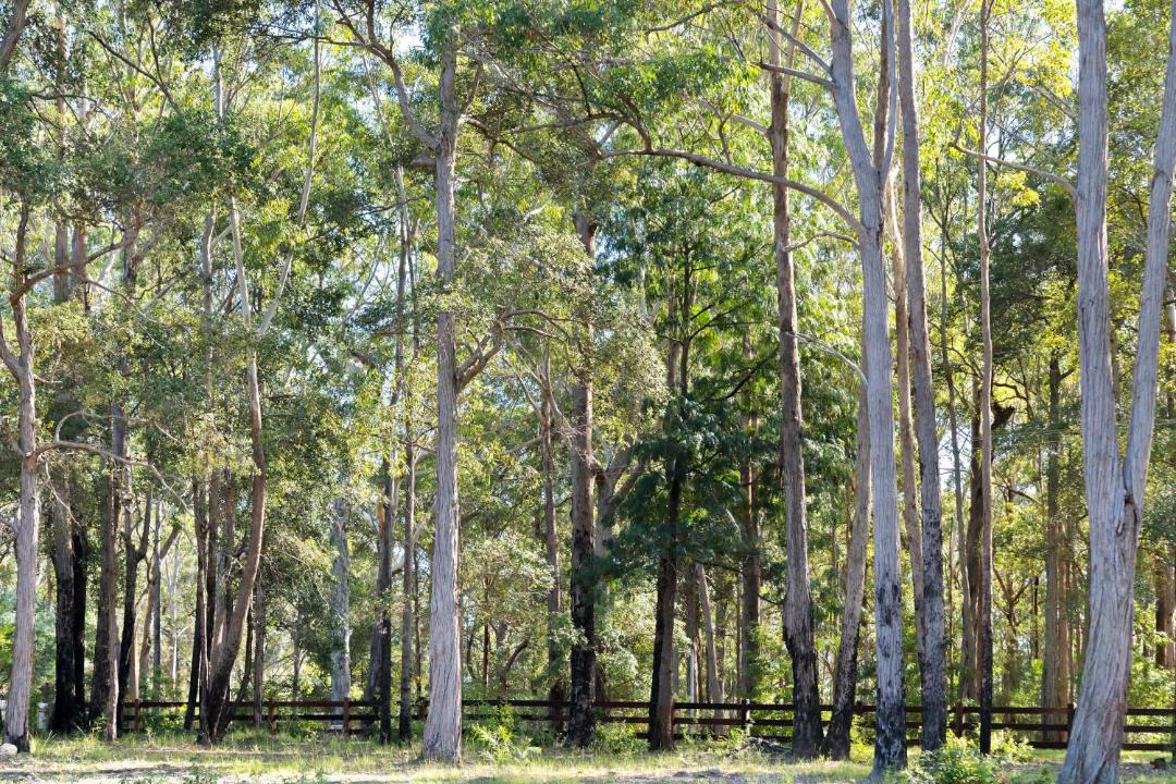 Photo of Others in Woollamia