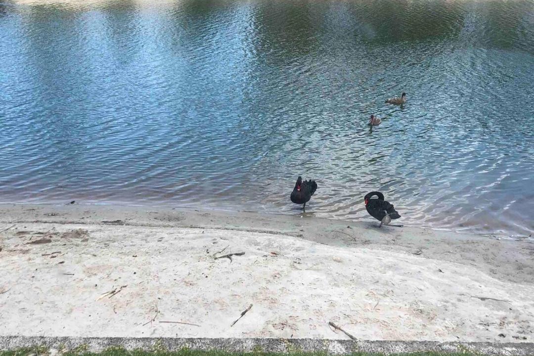 Photo of Others in Elanora