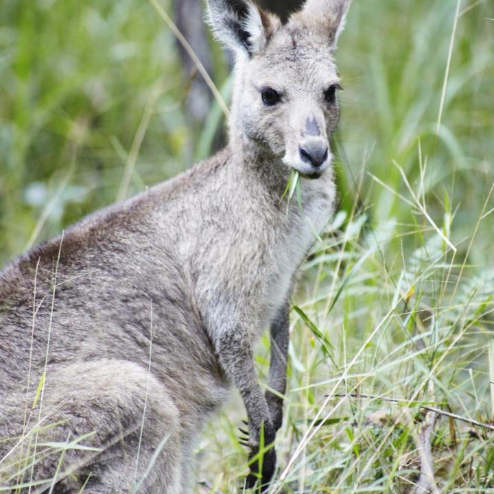 Photo of Others in Ringtail Creek