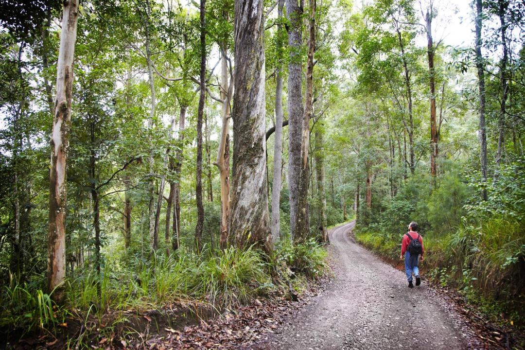 Photo of Others in Ringtail Creek